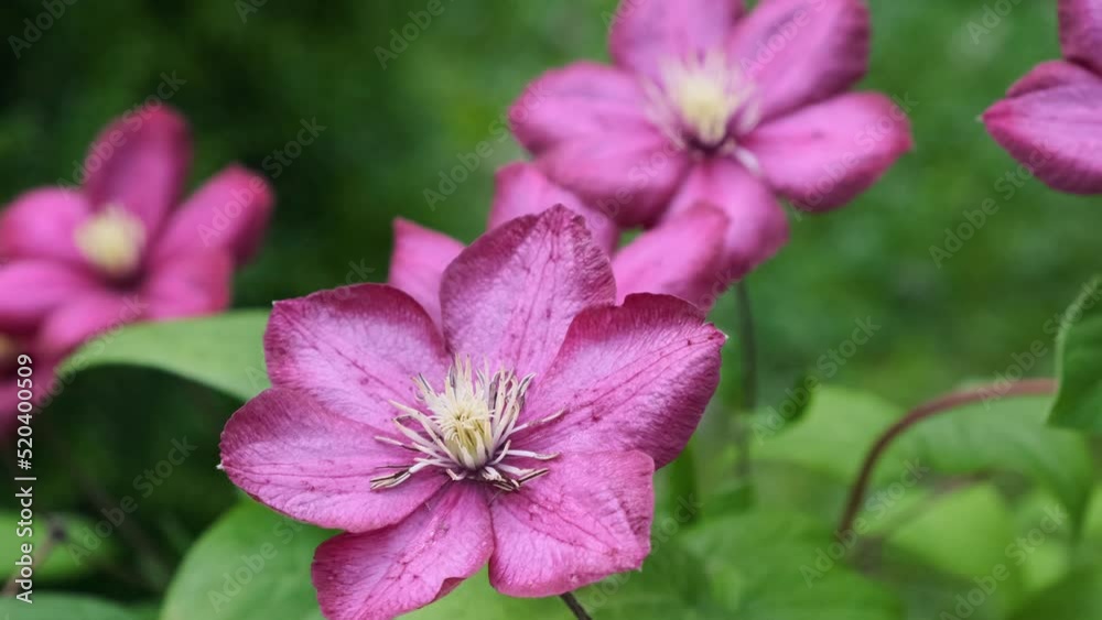 Beautiful pink flowers on the summer meadow. Close up. 4k video. Nature concept Beautiful pink flowers on the summer meadow. Close up. 4k video. Nature concept
