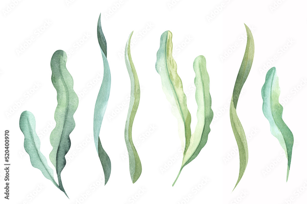 Spirulina. Edible seaweed.Green algae. Superfood. Underwater. Spirulina. Edible seaweed.Green algae. Superfood. Underwater.