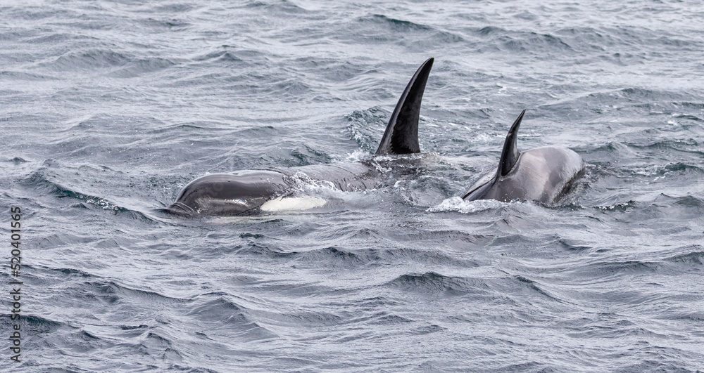 Fototapeta premium Orca whale / Killer whale