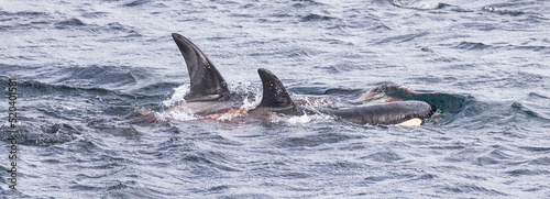 Orca whale / Killer whale