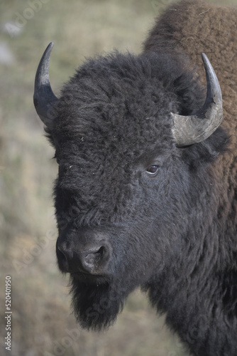 close up of a bison head in Yellowstone National Park
