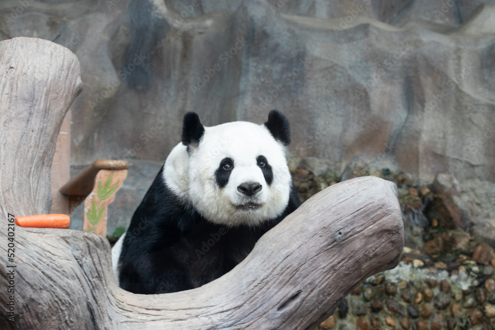 Fototapeta premium A portrait of sweet Panda in Thailand, Lin Hui