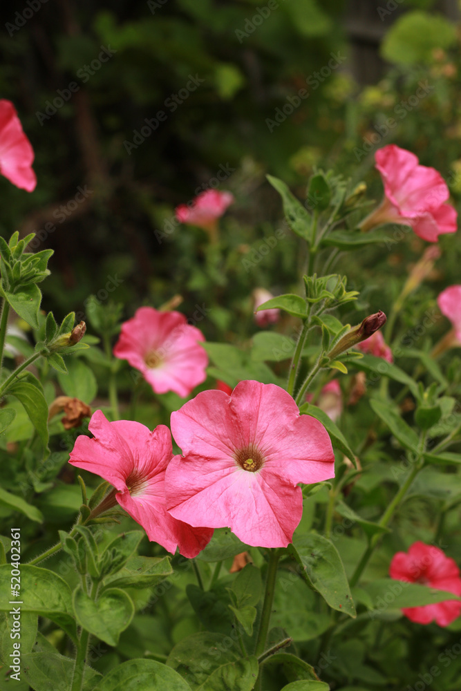 pink petunia flower in the garden