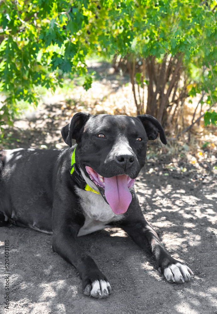 Photo of a beautiful black staff. Staffordshire Terrier.
Playful, funny dog.
Black and white kind staffordshire terrier.