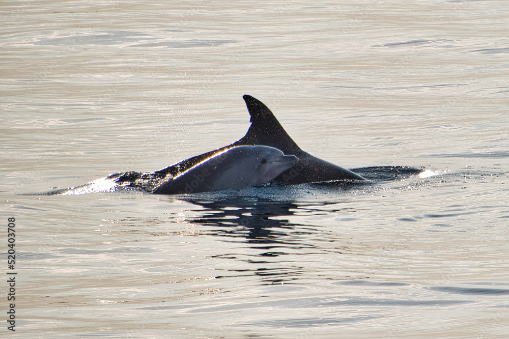 Fototapeta premium Delphin mit Jungtier