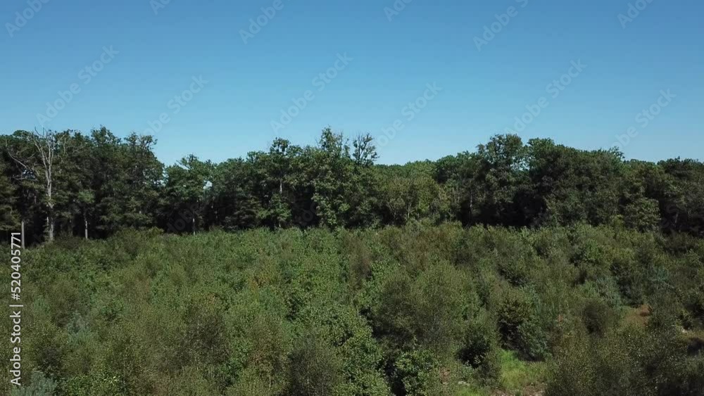 A view of a french forest, located not far the city of Nantes. The 31st July 2022, Gâvre forest, France. A view of a french forest, located not far the city of Nantes. The 31st July 2022, Gâvre forest, France.