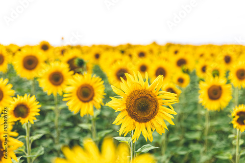 Field with many blooming sunflowers  summer concept.