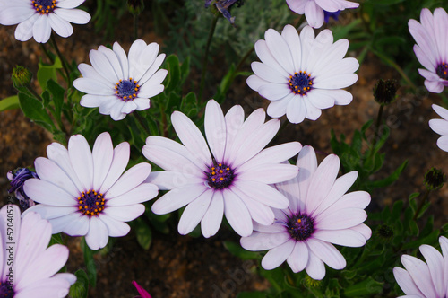 flowers in the garden