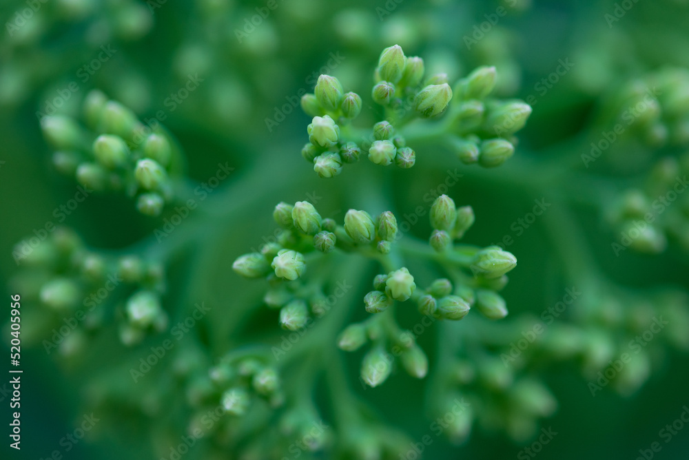 Macro Photo of Flowers Closeup Photos of green plants Macro Photo of Flowers Closeup Photos of green plants