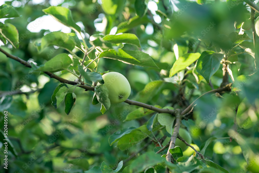 Green Apple on the Tree with Green Leaves in the garden