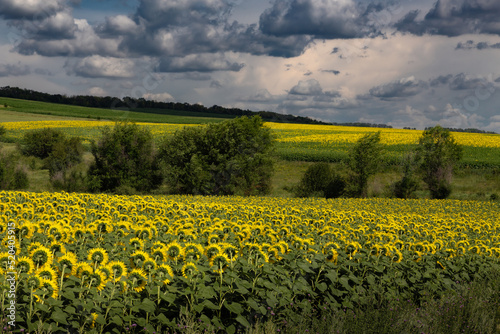 Bright sunflower field against cloudy sky