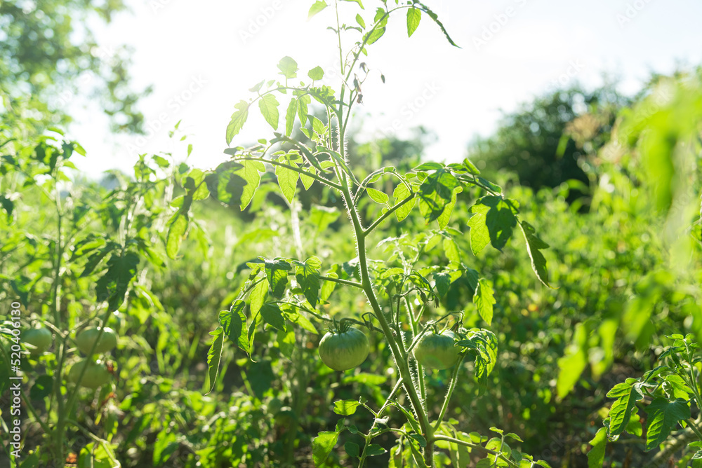 Fototapeta premium Green tomato on the garden in summer