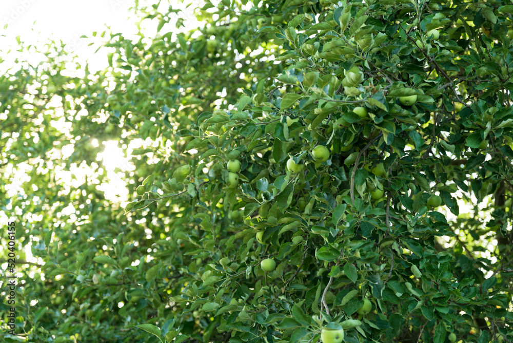 Green Apple on the Tree with Green Leaves in the garden Green Apple on the Tree with Green Leaves in the garden