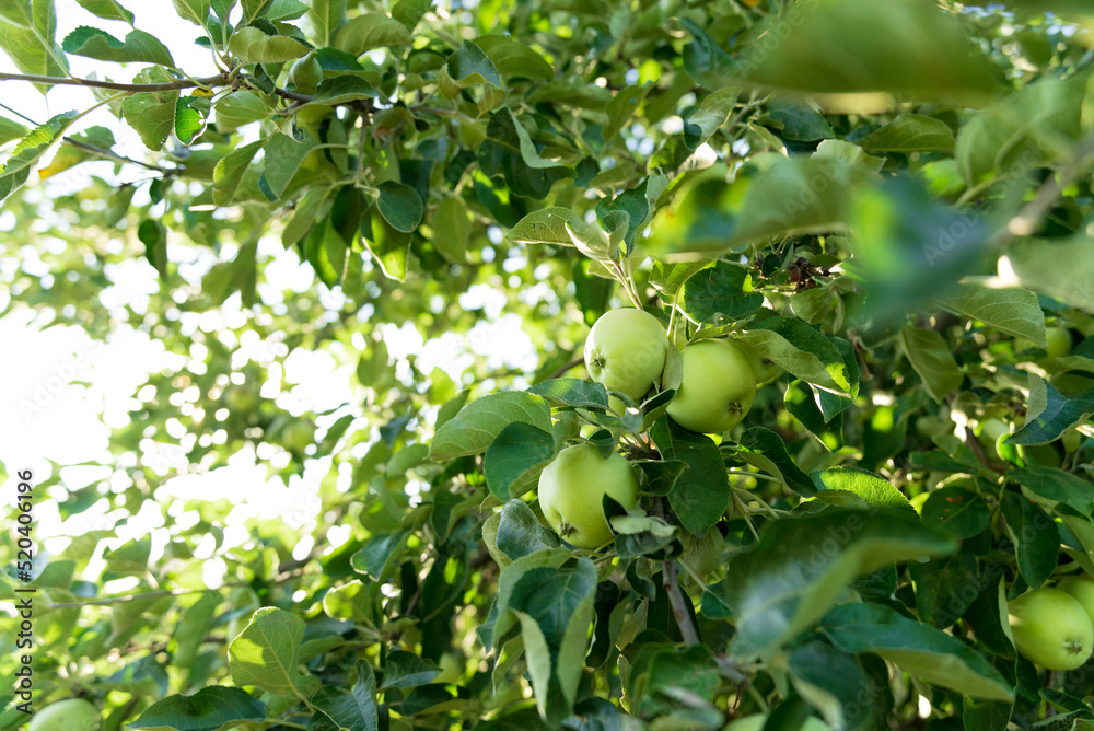 Green Apple on the Tree with Green Leaves in the garden Green Apple on the Tree with Green Leaves in the garden