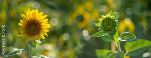 sunflowers on a field and beautiful bokeh - soft focus art picture