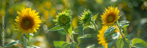Картината върху платно sunflowers on a field and beautiful bokeh - soft focus art picture