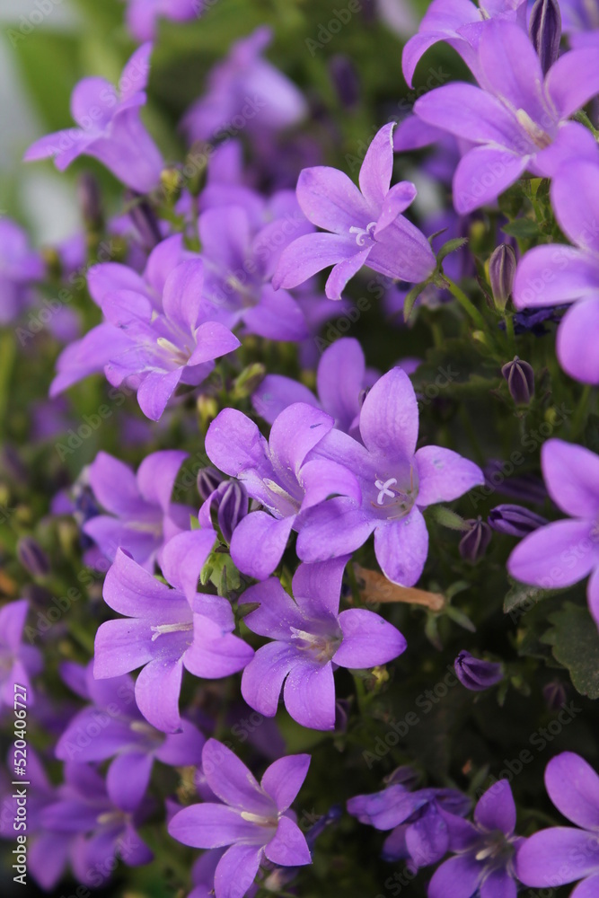 Violette Violette