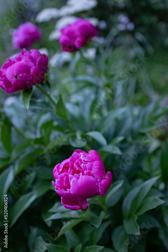 Beautiful and spectacular double bloom peonies with hot pink large, airy blooms with a dreamy cloud-like shape densely packed with delicate, ruffled petals.