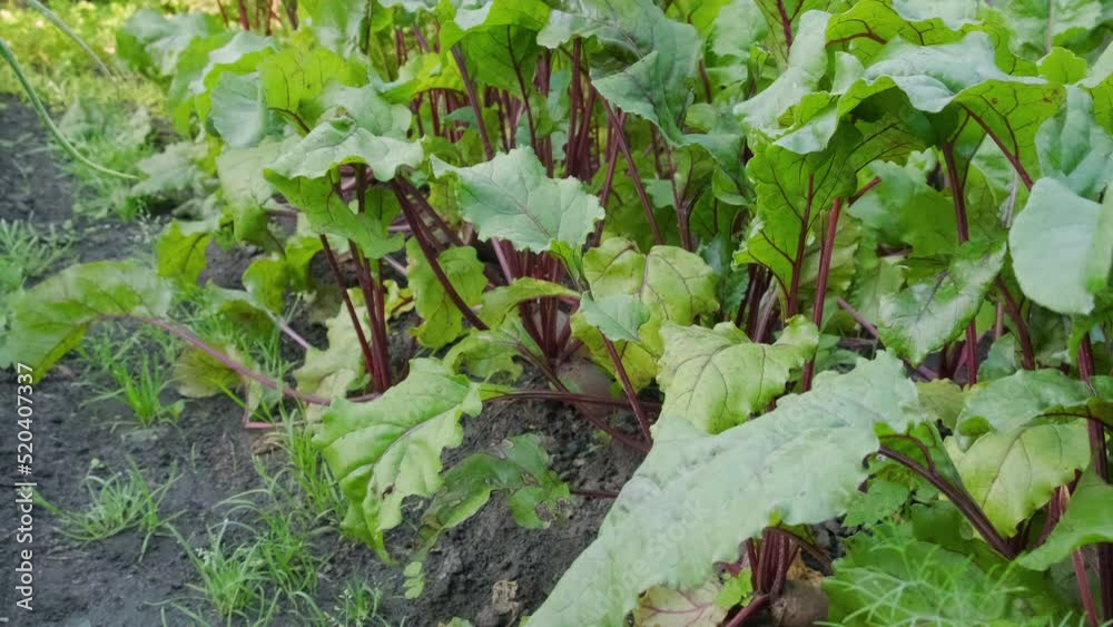 Beet or beetroots growing on garden bed in vegetable garden ready for harvesting. Agriculture or gardening concept. 4k video Beet or beetroots growing on garden bed in vegetable garden ready for harvesting. Agriculture or gardening concept. 4k video