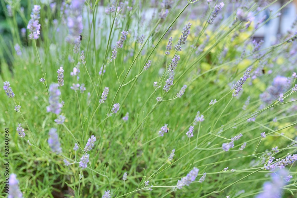 Obraz premium Background, texture, green lavender bush with blooming purple flowers
