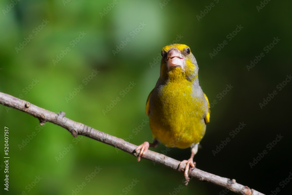 Cute little yellow bird. European Greenfinch. (Chloris chloris). Green nature background.