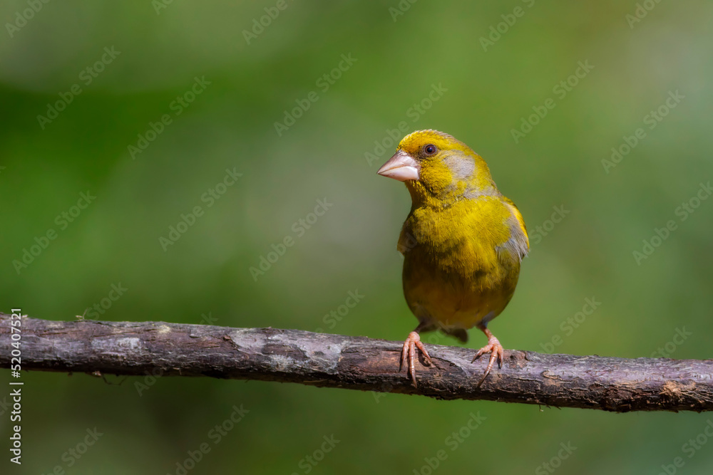 Cute little yellow bird. European Greenfinch. (Chloris chloris). Green nature background.