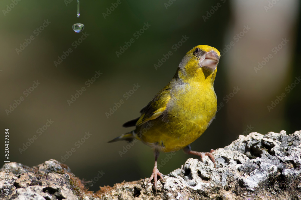 Cute little yellow bird. European Greenfinch. (Chloris chloris). Green nature background. Cute little yellow bird. European Greenfinch. (Chloris chloris). Green nature background.