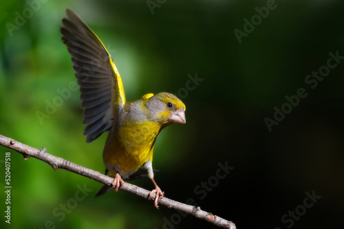 Cute little yellow bird. European Greenfinch. (Chloris chloris). Green nature background. © serkanmutan