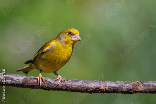Cute little yellow bird. European Greenfinch. (Chloris chloris). Green nature background.