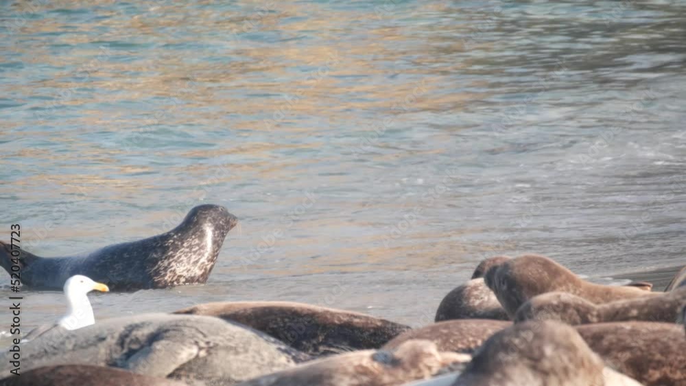 Wild spotted fur seals rookery, pacific harbor sea lion swimming in water, sandy ocean beach, La Jolla wildlife, California coast, USA. Young marine animals colony in freedom, herd in natural habitat Wild spotted fur seals rookery, pacific harbor sea lion swimming in water, sandy ocean beach, La Jolla wildlife, California coast, USA. Young marine animals colony in freedom, herd in natural habitat