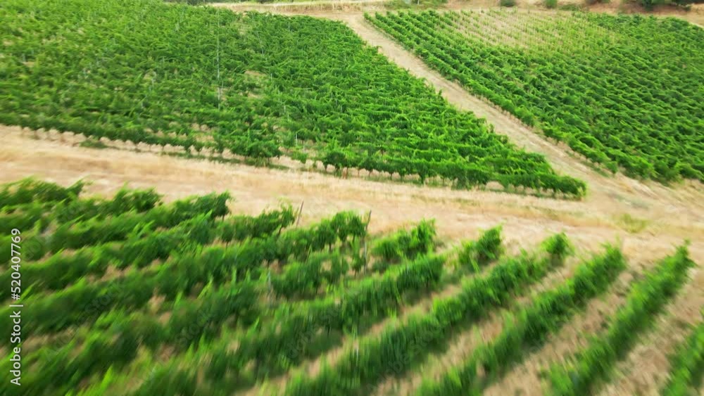 Vineyards in Italy. High quality aerial photography of Tuscany landscapes. Vineyards in Italy. High quality aerial photography of Tuscany landscapes.