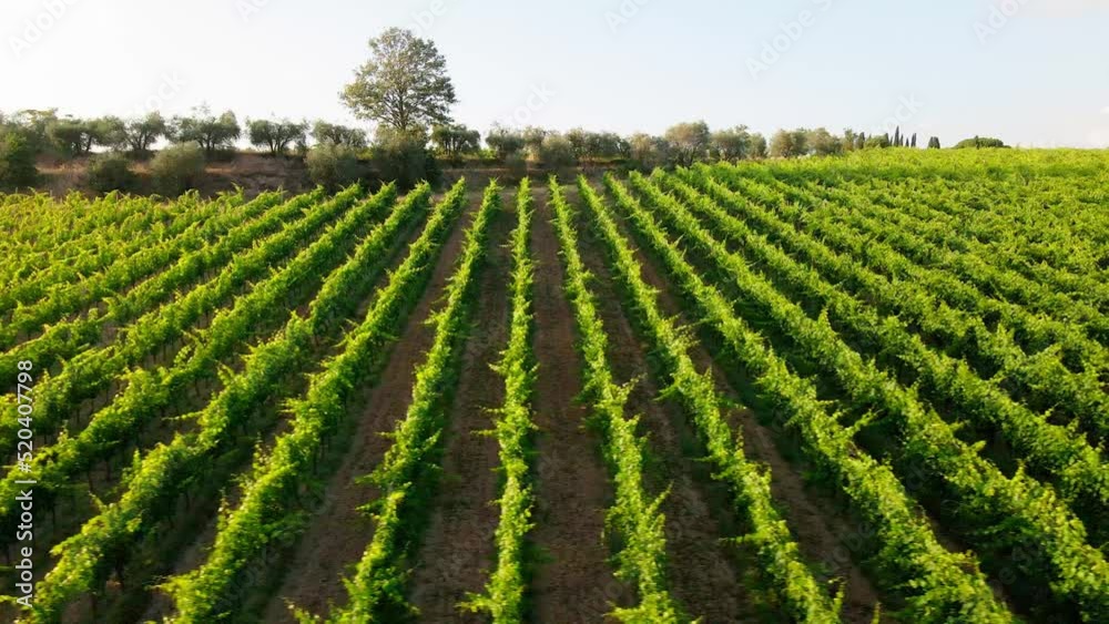 Vineyards in Italy. High quality aerial photography of Tuscany landscapes. Vineyards in Italy. High quality aerial photography of Tuscany landscapes.
