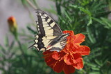 Swallowtail Butterfly on a Marigold Flower