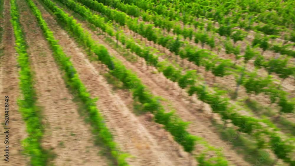 Vineyards in Italy. High quality aerial photography of Tuscany landscapes. Vineyards in Italy. High quality aerial photography of Tuscany landscapes.