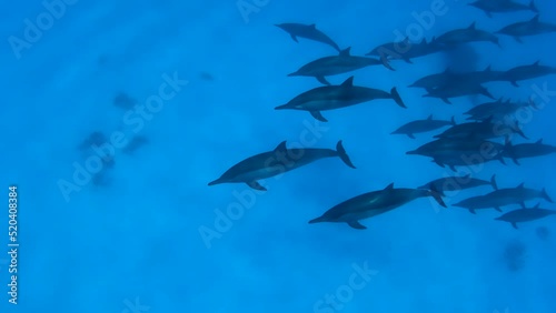 Group of Dolphins swimming in the ocean, Marsa Alam, Egypt