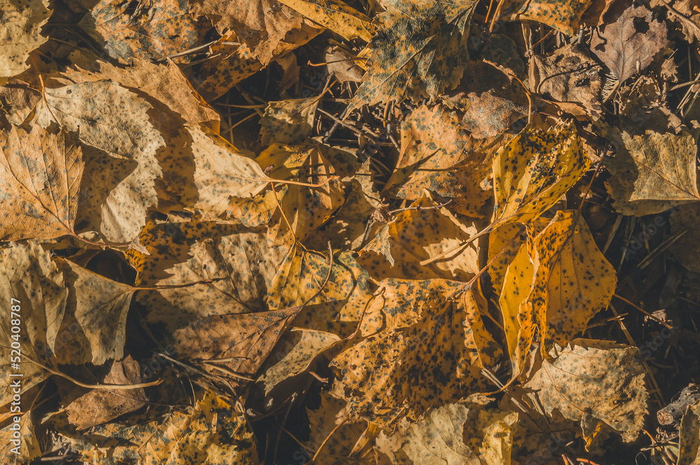 A solid cover of fallen autumn leaves. Autumn background. Selective focus.
