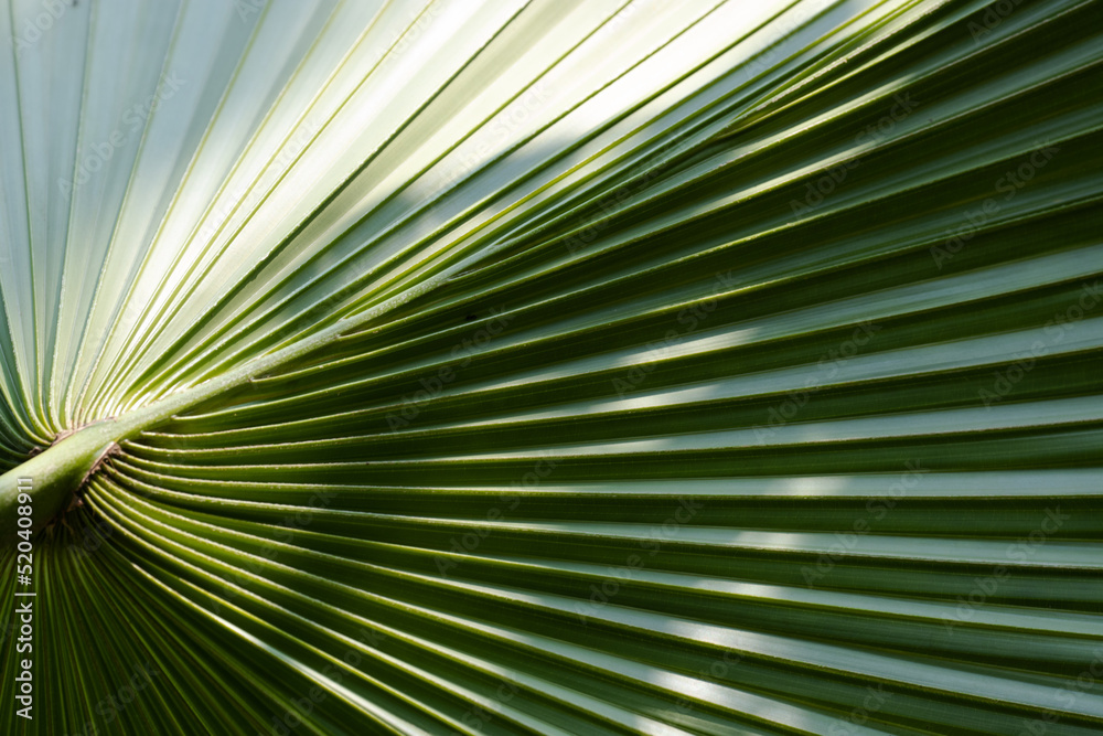 Beautiful shadow on the palm leaf Beautiful shadow on the palm leaf