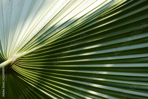 Beautiful shadow on the palm leaf