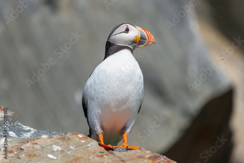 Cute atlantic puffin - Fratercula arctica - standing on stone with brown rocks of cliff in background. Photo from Hornoya Island in Norway