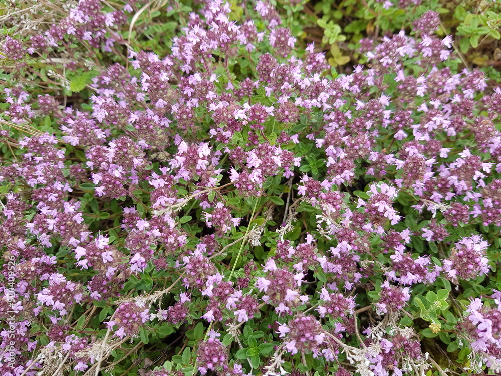 Calcareous grassland with flowering of common thyme