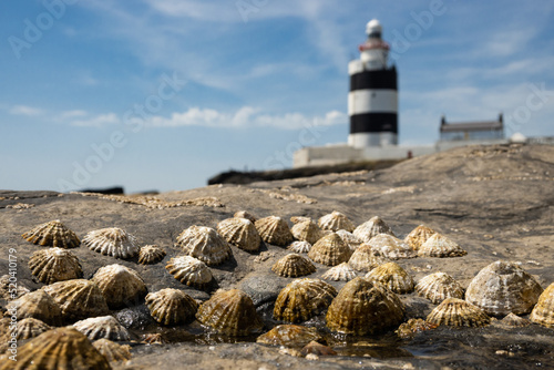 The Hook Lighthouse on the coast of Wexford in Ireland on the Hook Head in the Hook peninsula is the oldest functioning lighthouse in the world. On a sunny day with barnacles in the foreground photo