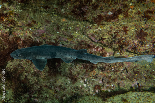 A lesser spotted dogfish in the cold waters of Ireland near the lighthouse n the Hook peninsular. These fish are fairly common for scuba divers to find