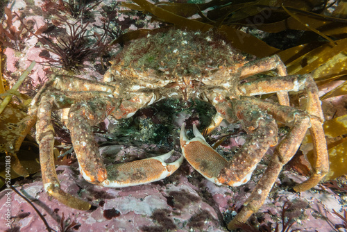 An Atlantic spider crab in the cold waters of Ireland near the lighthouse n the Hook peninsular. These fish are fairly common for scuba divers to find