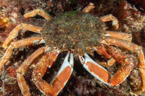 An Atlantic spider crab in the cold waters of Ireland near the lighthouse n the Hook peninsular. These fish are fairly common for scuba divers to find