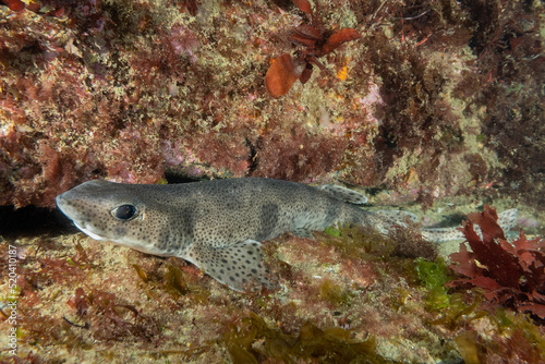 A lesser spotted dogfish in the cold waters of Ireland near the lighthouse n the Hook peninsular. These fish are fairly common for scuba divers to find