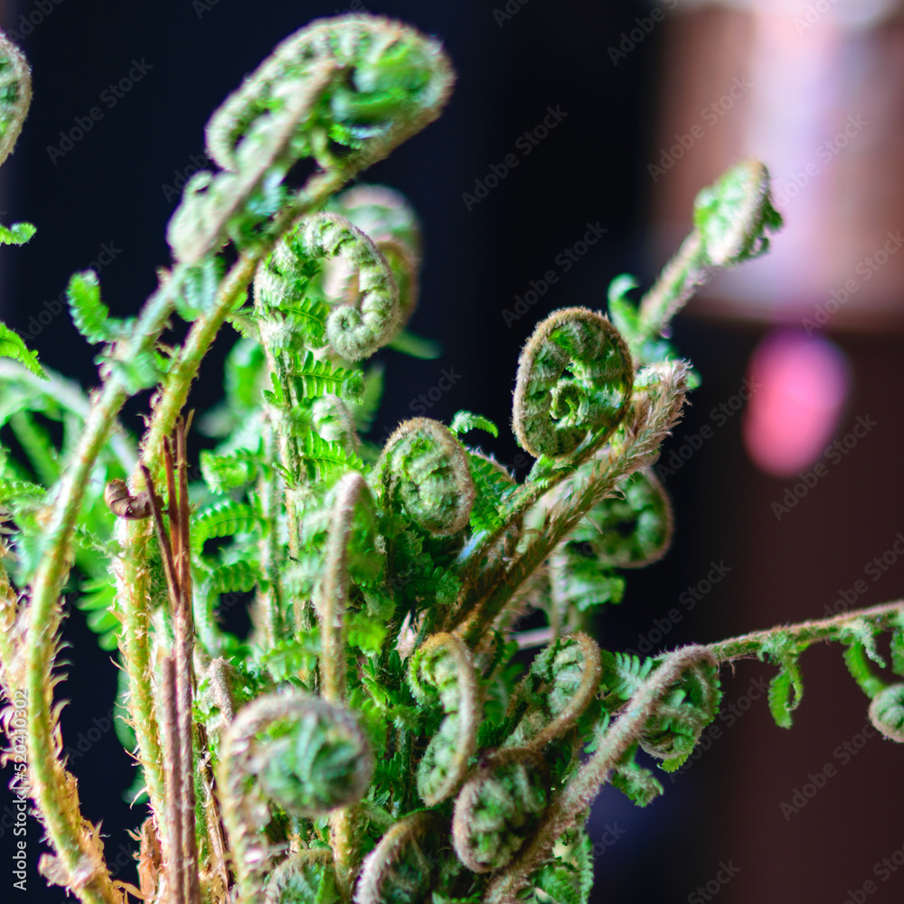 Fototapeta premium fern leaves, magical fern awakening time in spring, fern leaf bud, green fern leaves