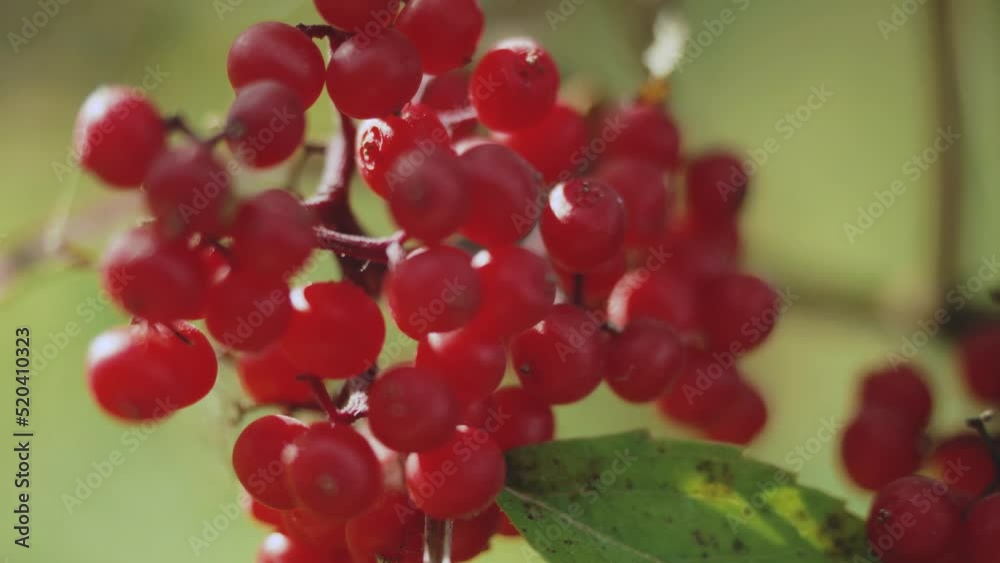 Guelder rose , Viburnum opulus, ripe red berries closeup Guelder rose , Viburnum opulus, ripe red berries closeup