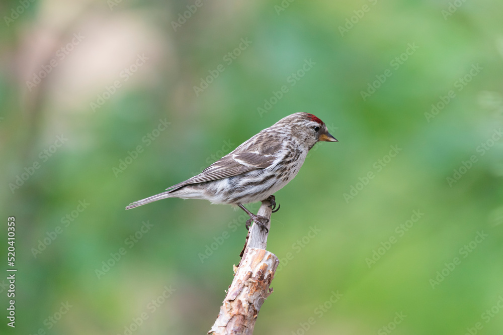 Common redpoll or mealy redpoll - Acanthis flammea - perched with green background. Photo from Kaamanen, Lapland in Finland. Common redpoll or mealy redpoll - Acanthis flammea - perched with green background. Photo from Kaamanen, Lapland in Finland.