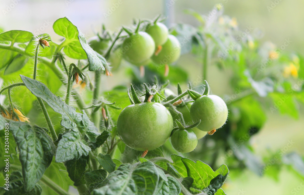 Small green tomatoes growing on a bush tomato plant 