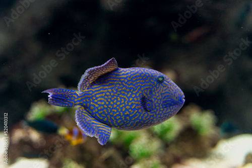 close up of a Blue Triggerfish aka Odonus nigerGallery , synonym consists of Balistes erythrodon, Odonus erythrodon, Xenodon niger photo